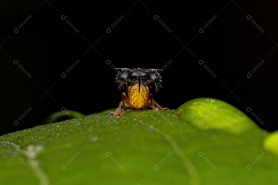 Treehopper Imitando Formiga Adulta da Espécie Cyphonia clavigera Imagem JPG