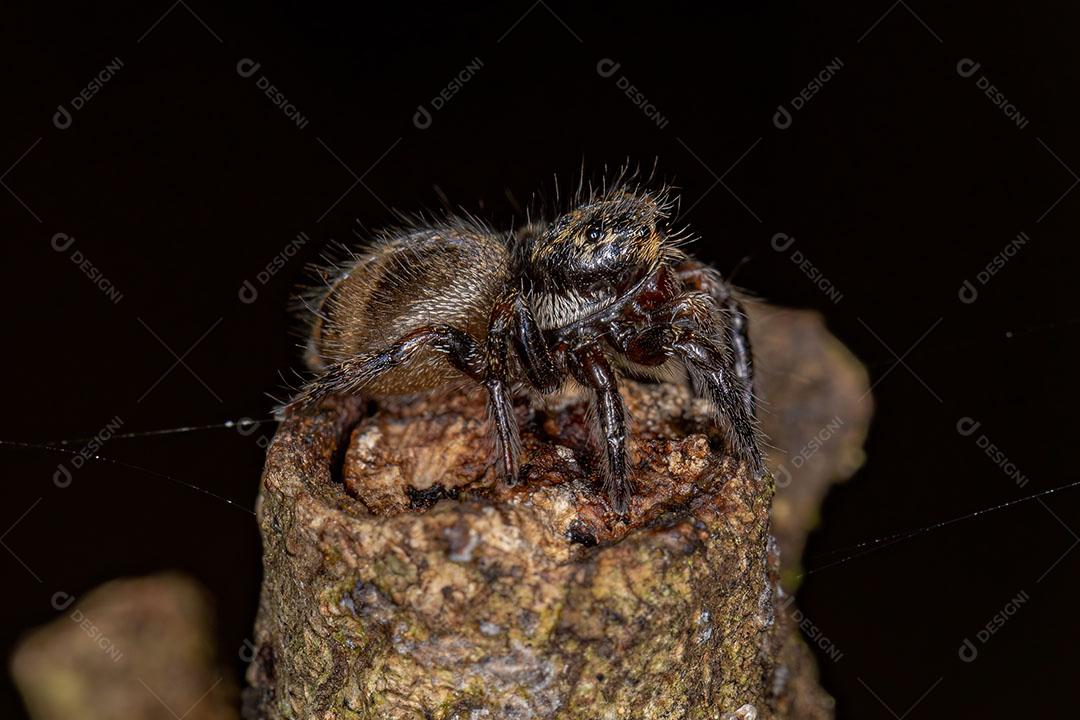 Aranha Saltadora Corythalia que Imita Formigas Odoríferas da espécie Dolichoderus  Imagem JPG