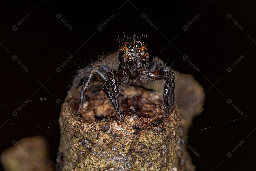 Aranha Saltadora Corythalia que Imita Formigas Odoríferas da espécie Dolichoderus  Imagem JPG