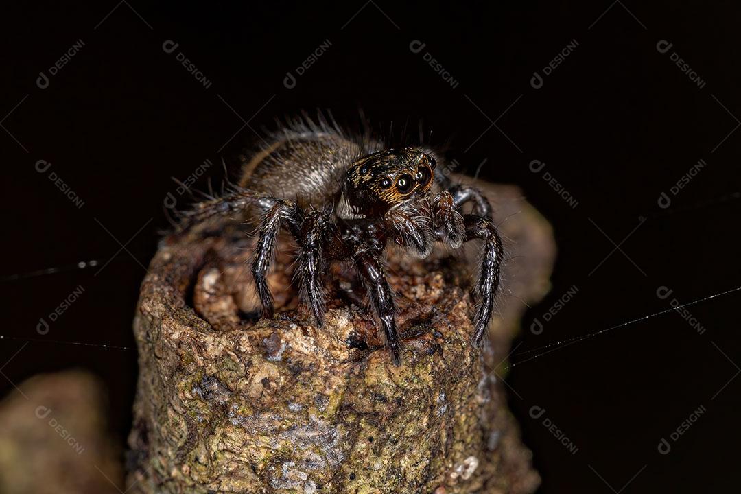 Aranha Saltadora Corythalia que Imita Formigas Odoríferas da espécie Dolichoderus  Imagem JPG