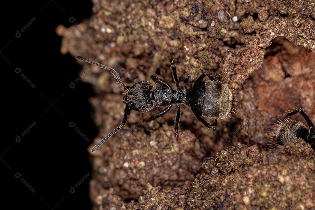 Formiga Odorífera Adulta da Espécie Dolichoderus Bispinosus Imagem JPG