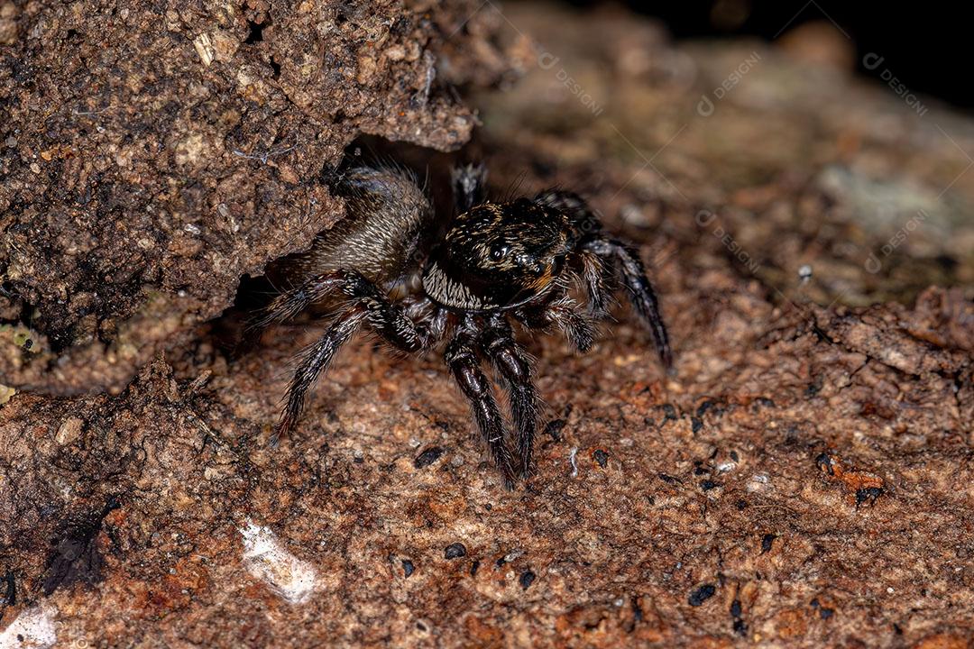 Aranha Saltadora Corythalia que Imita Formigas Odoríferas da espécie Dolichoderus  Imagem JPG