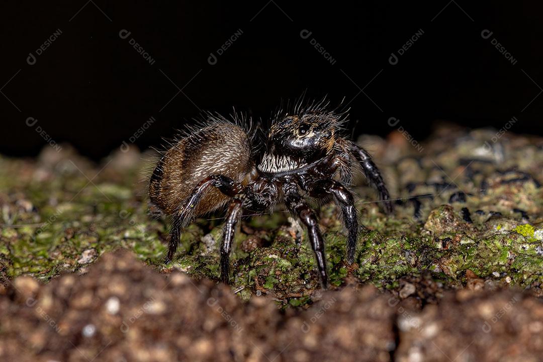 Aranha Saltadora Corythalia que Imita Formigas Odoríferas da espécie Dolichoderus  Imagem JPG