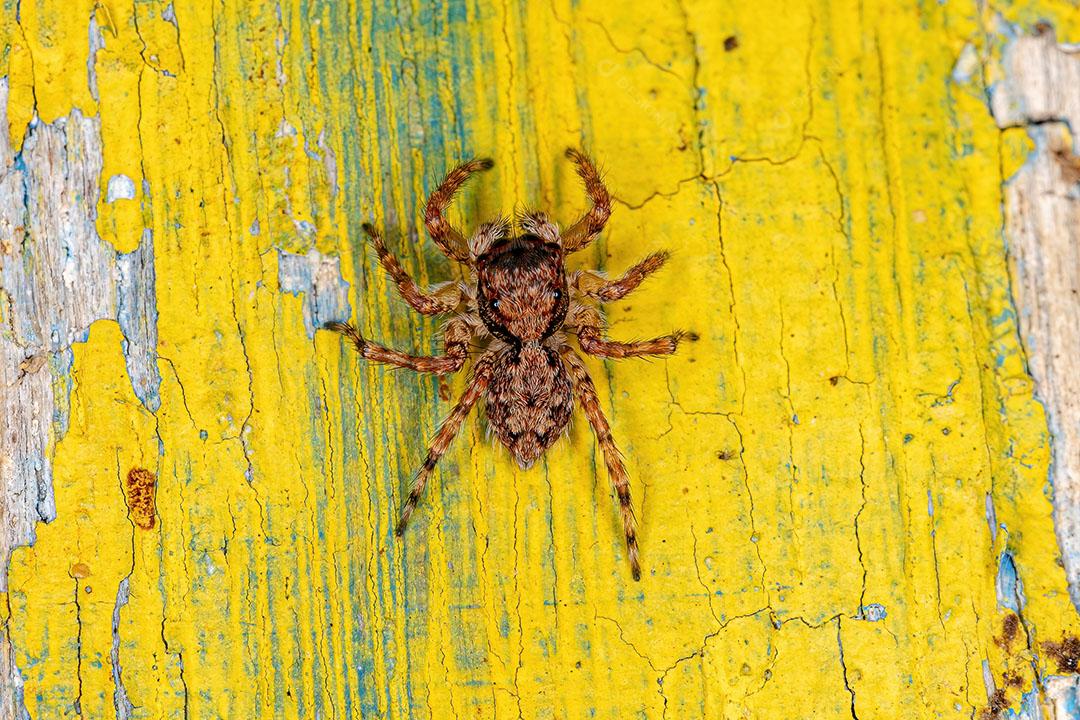 Pequena aranha Saltadora da Espécie Marma Nigritarsis Imagem JPG