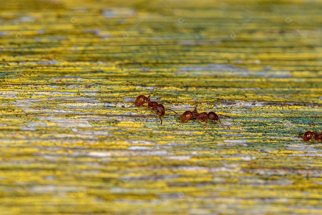 Formigas Mirmicinas Superiores Adultas do Gênero Wasmannia Foto Imagem