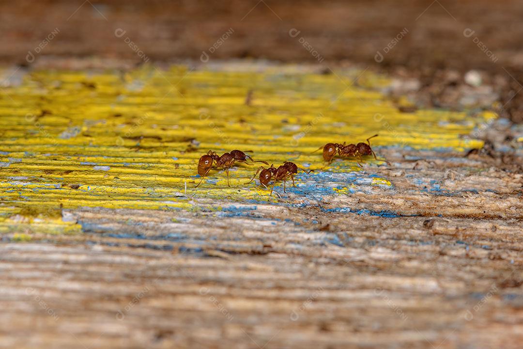 Gorgulho Verdadeiro Adulto da Família Curculionidae JPG