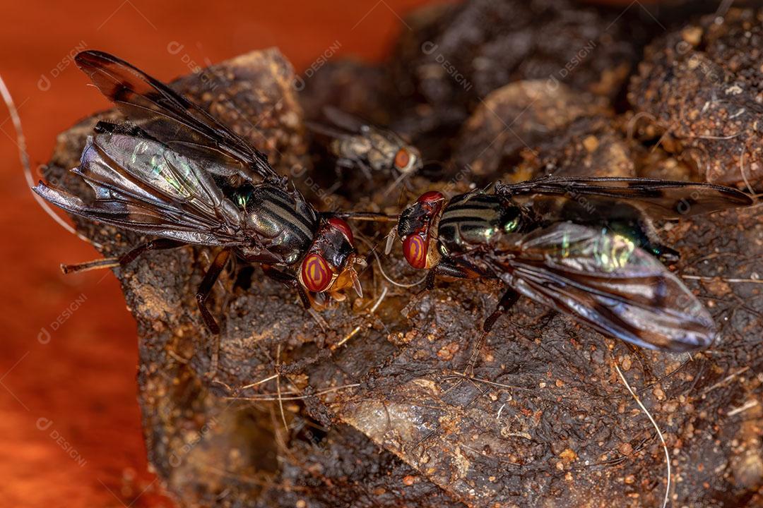 Mosca Sinal adulta do Gênero Senopterina se Alimentando de Fezes de Animais Imagem JPG