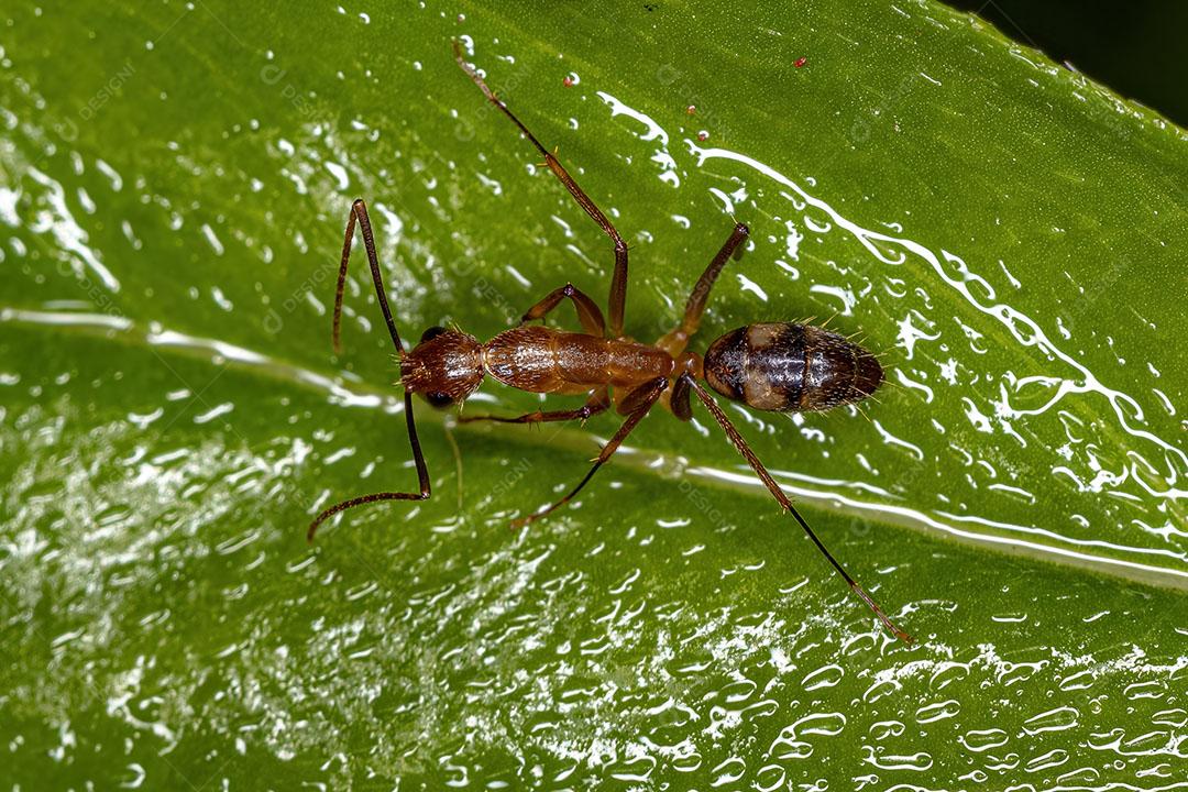 Formiga de Carpinteiro Fêmea adulta do Gênero Camponotus Imagem JPG