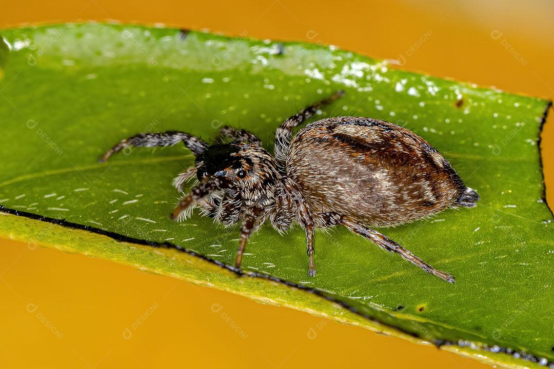 Aranha Saltadora fêmea Adulta do Gênero Pachomius Imagem JPG