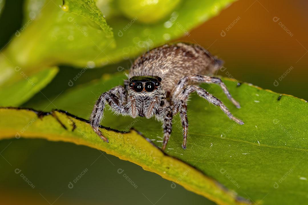 Aranha Saltadora Fêmeas adultas do Gênero Pachomius Imagem JPG