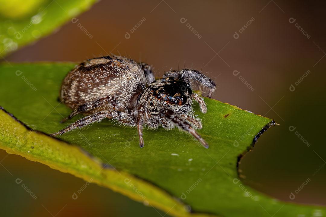 Aranha saltadora fêmea adulta