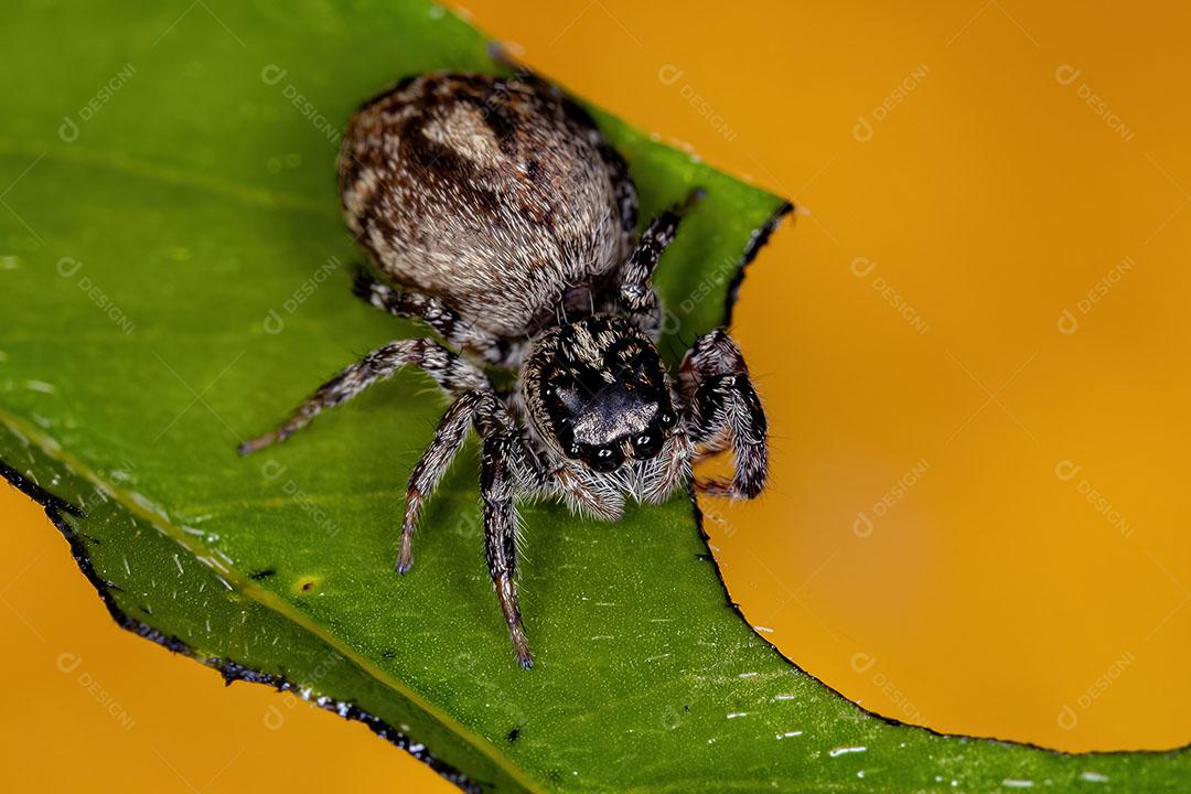 Aranha Saltadora fêmea Adulta do Gênero Pachomius Imagem JPG