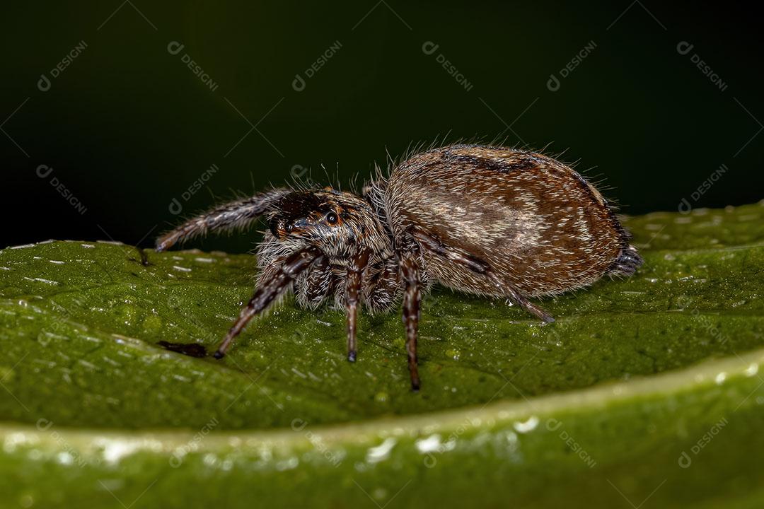 Aranha aaltadora Fêmea Adulta do gênero Pachomius Imagem JPG