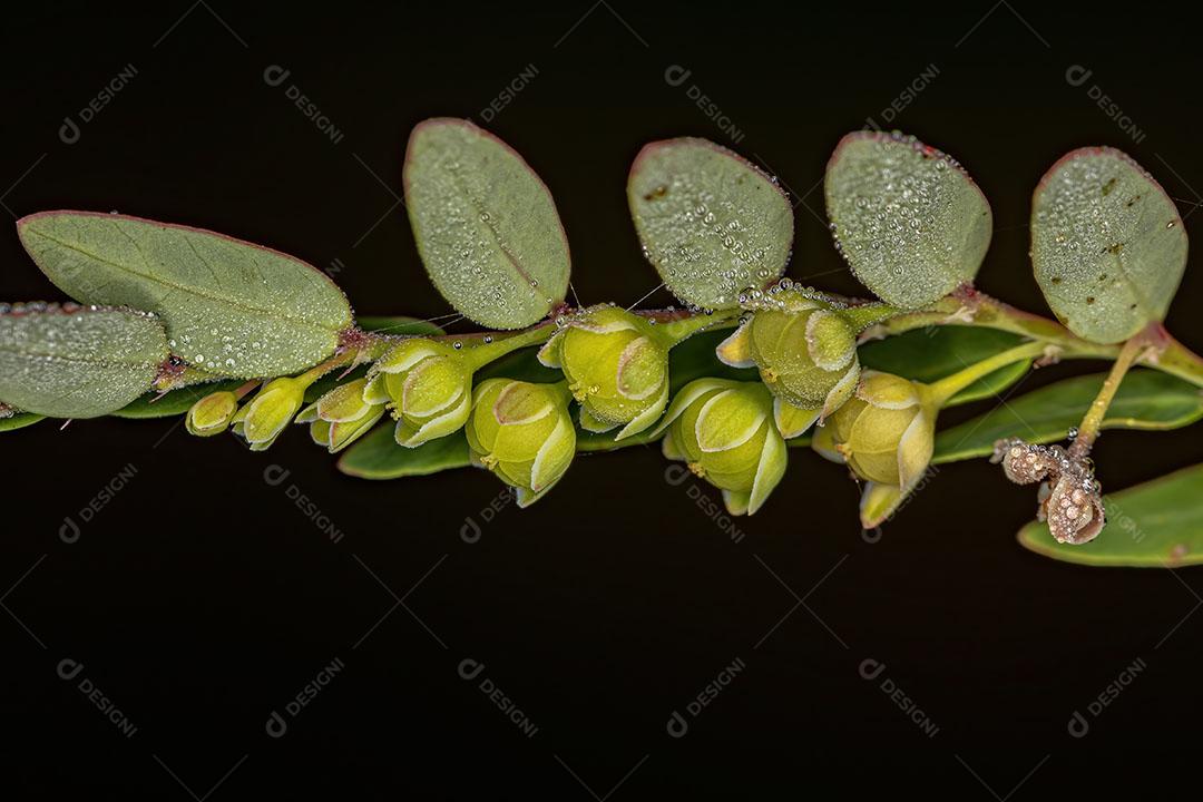 Planta Eólica do Gênero Phyllanthus Imagem JPG