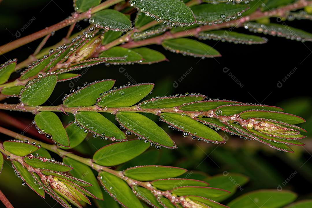 Planta Eólica do Gênero Phyllanthus Imagem JPG