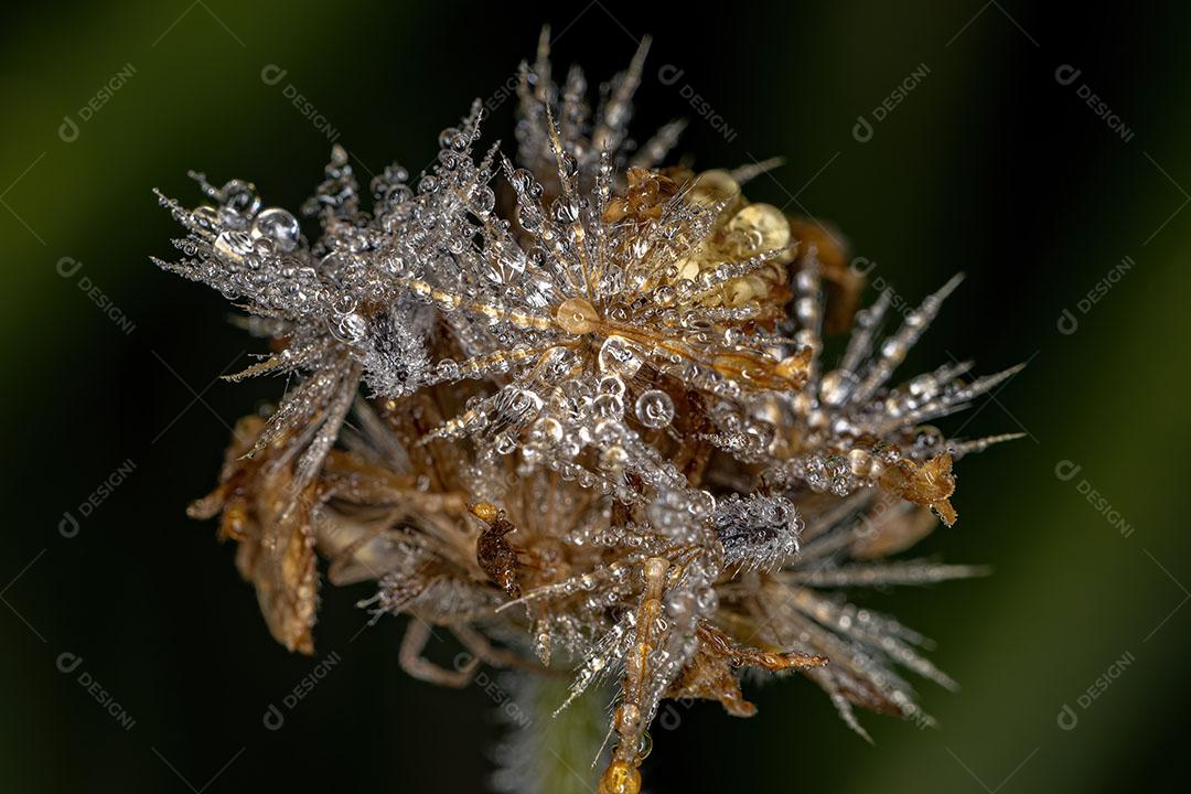 Closeup de Flor Seca com Várias Gotas de Agua do Orvalho Imagem JPG