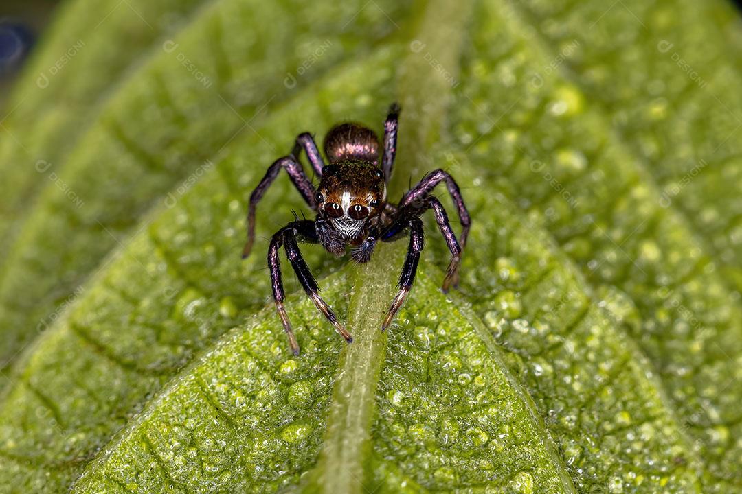 Aranha de Salto Macho Pequena da Espécie Philira Micans Imagem JPG