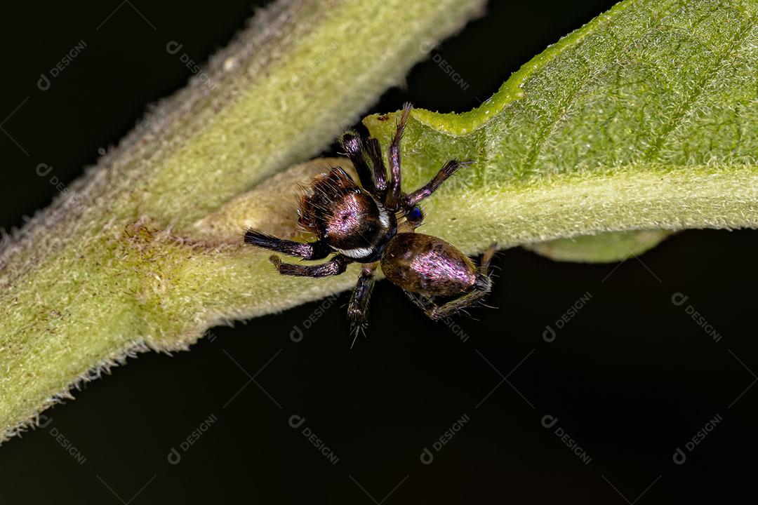 Aranha de Salto Macho Pequena da Espécie Philira Micans Imagem JPG
