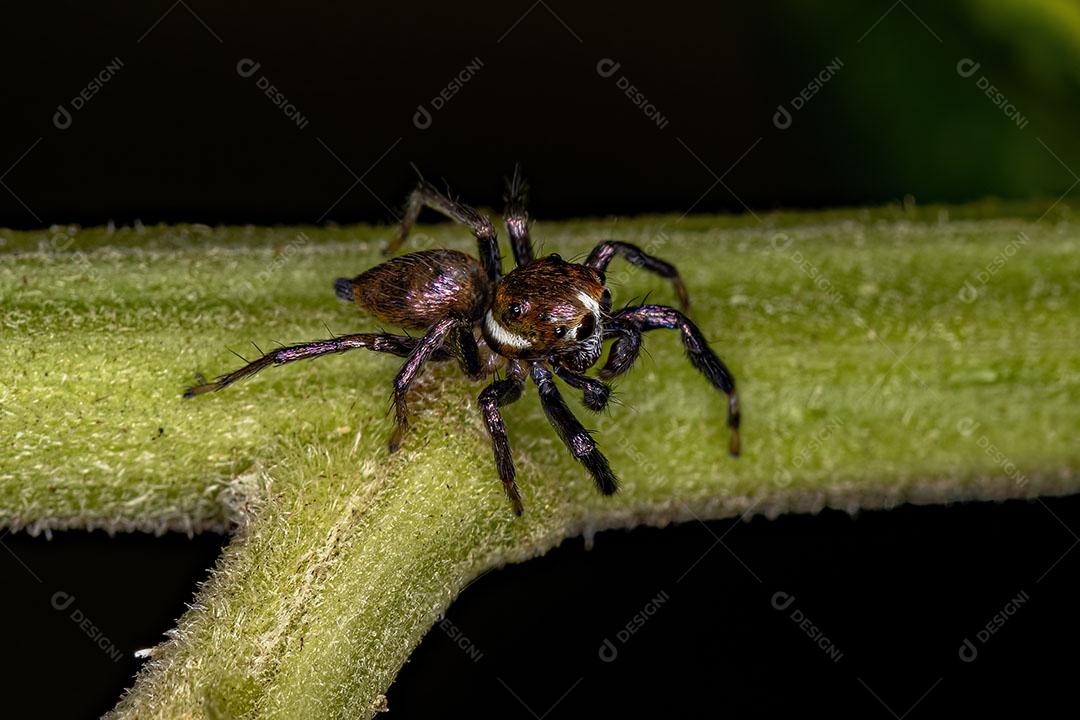 Aranha de Salto Macho Pequena da Espécie Philira Micans Imagem JPG