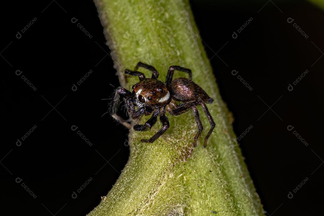 Aranha de Salto Macho Pequena da Espécie Philira Micans Imagem JPG