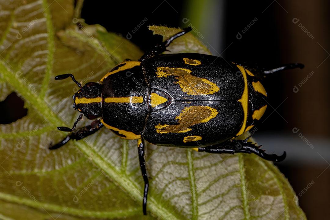 Besouro de Folha Brilhante adulto da Espécie Rutela lineola Imagem JPG