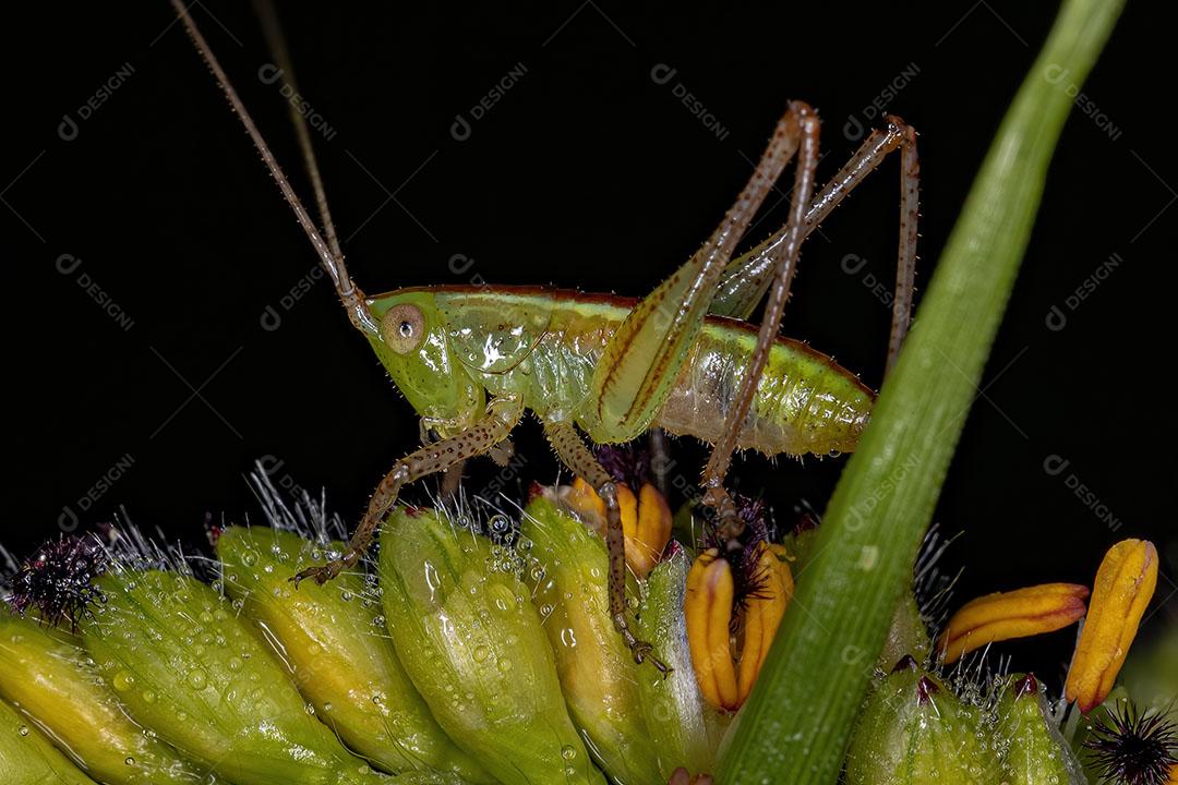 Lesser Meadow Katydid Nymph do Gênero Conocephalus Imagem JPG