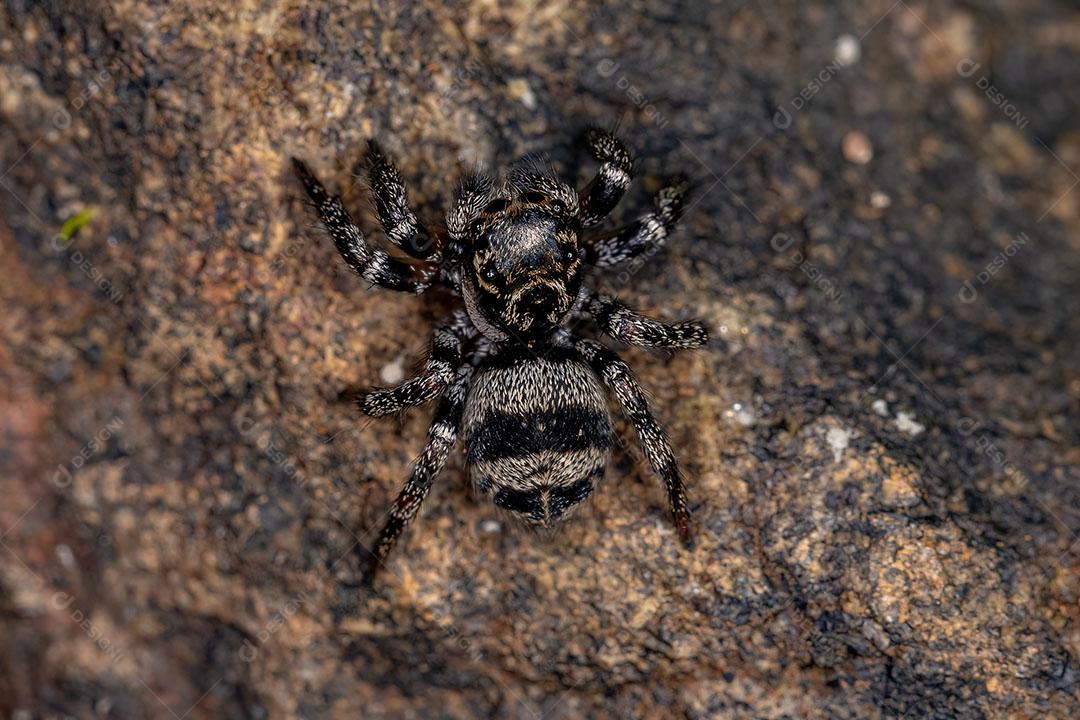 Pequena Aranha Saltadora do Gênero Corythalia Imagem JPG