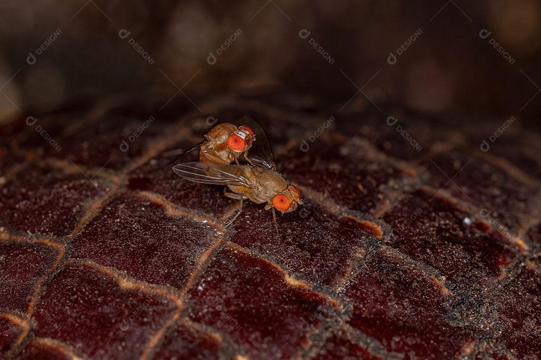 Pequenas Moscas-das-Frutas Adultas da Família Drosophilidae Fopulando Imagem JPG