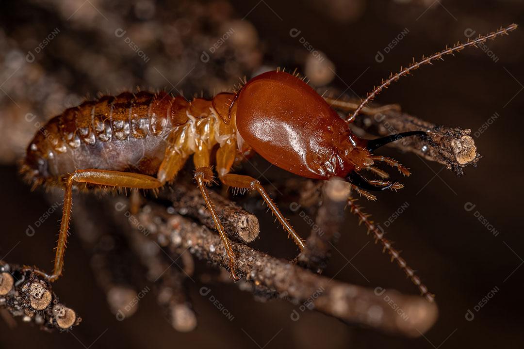 Cupim Adulto da espécie Syntermes Molestus Imagem JPG