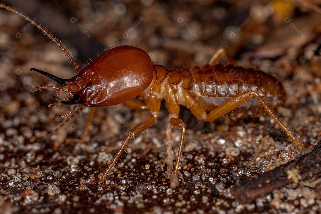 Cupim Adulto da espécie Syntermes Molestus Imagem JPG