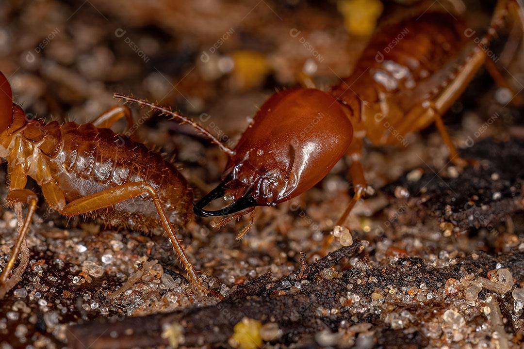 Cupim Adulto da espécie Syntermes Molestus Imagem JPG