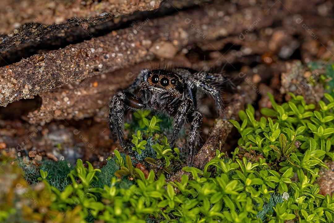Pequena Aranha Saltadora do Gênero Corythalia Imagem JPG