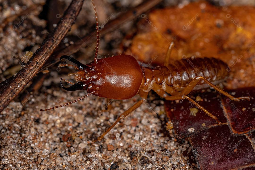 Cupim Adulto da espécie Syntermes Molestus Imagem JPG