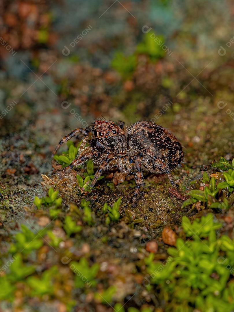 Pequena aranha Saltadora da Espécie Marma Nigritarsis Imagem JPG