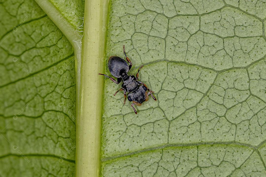 Formiga Tartaruga Preta Adulta do Gênero Cephalotes Imagem JPG