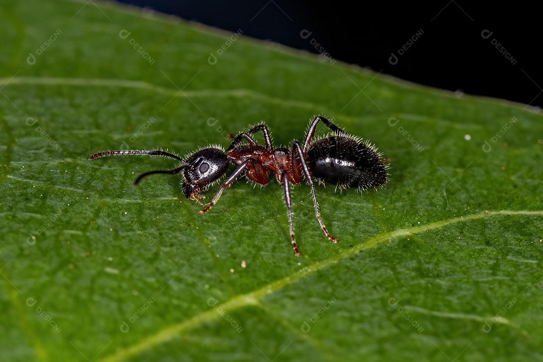 Formiga Odorífera Adulta do Gênero Dolichoderus Imagem JPG