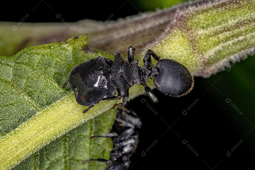 Formiga Tartaruga Preta Adulta do Gênero Cephalotes Imagem JPG