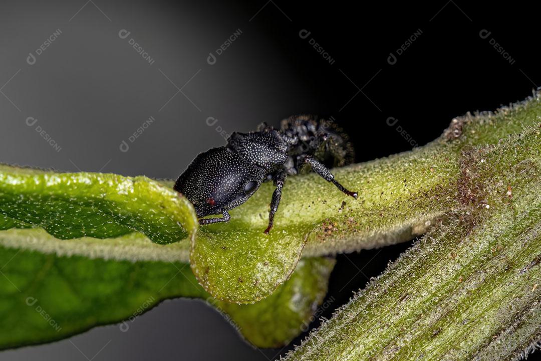 Formiga Tartaruga Preta Adulta do Gênero Cephalotes Imagem JPG