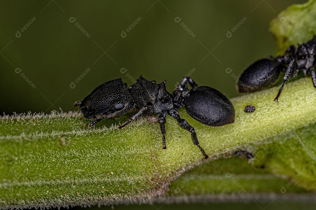 Formiga Tartaruga Preta Adulta do Gênero Cephalotes Imagem JPG