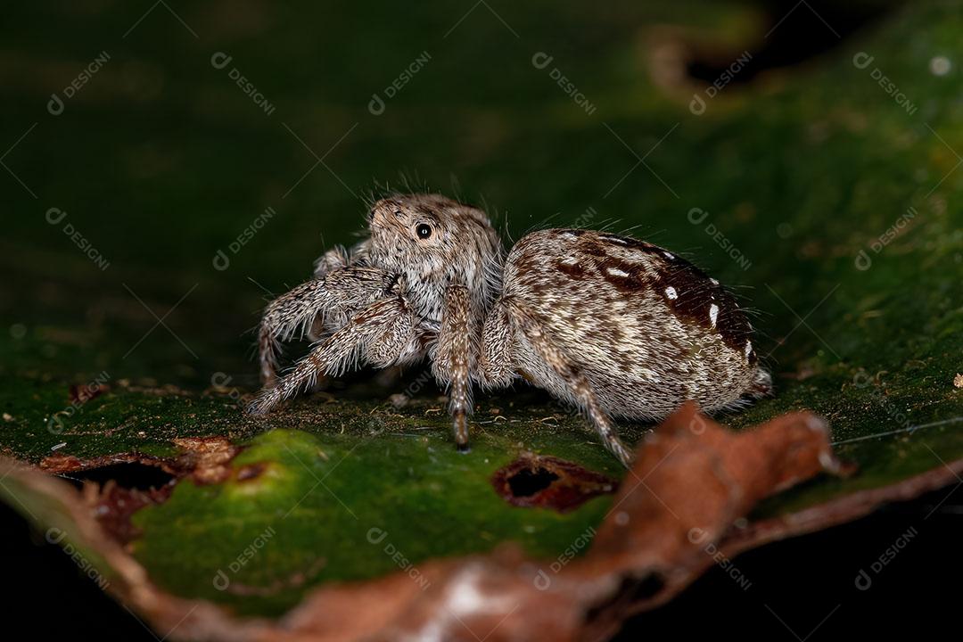 Aranha Saltadora Fêmea Adulta da Subtribo Dendryphantina Imagem JPG