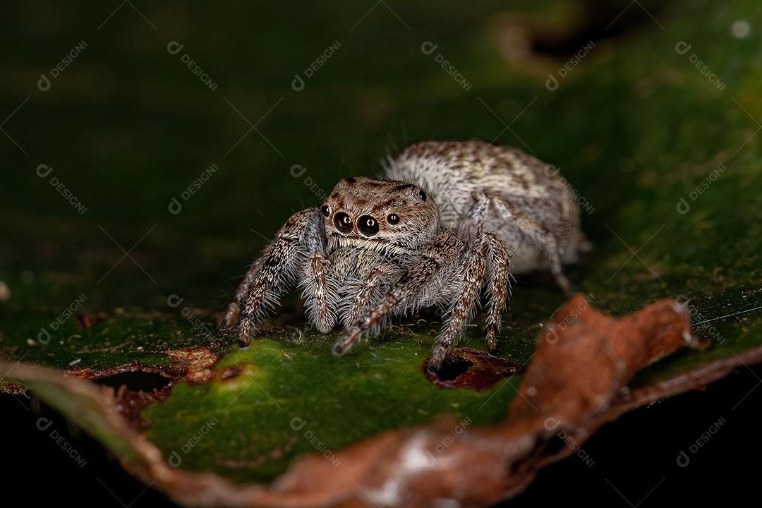 Aranha Saltadora Fêmea Adulta da Subtribo Dendryphantina Imagem JPG