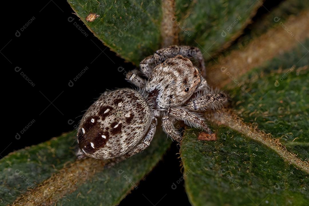 Aranha Aaltadora Fêmea Adulta da Subtribo Dendryphantina Imagem JPG