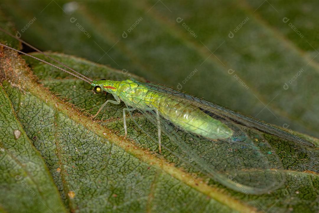 Lacewing Verde Típico Adulto do Gênero Ceraeochrysa Imagem JPG