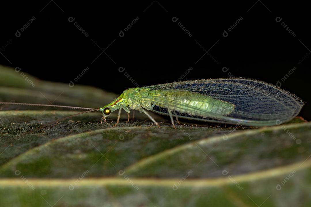 Lacewing Verde Típico Adulto do Gênero Ceraeochrysa Imagem JPG