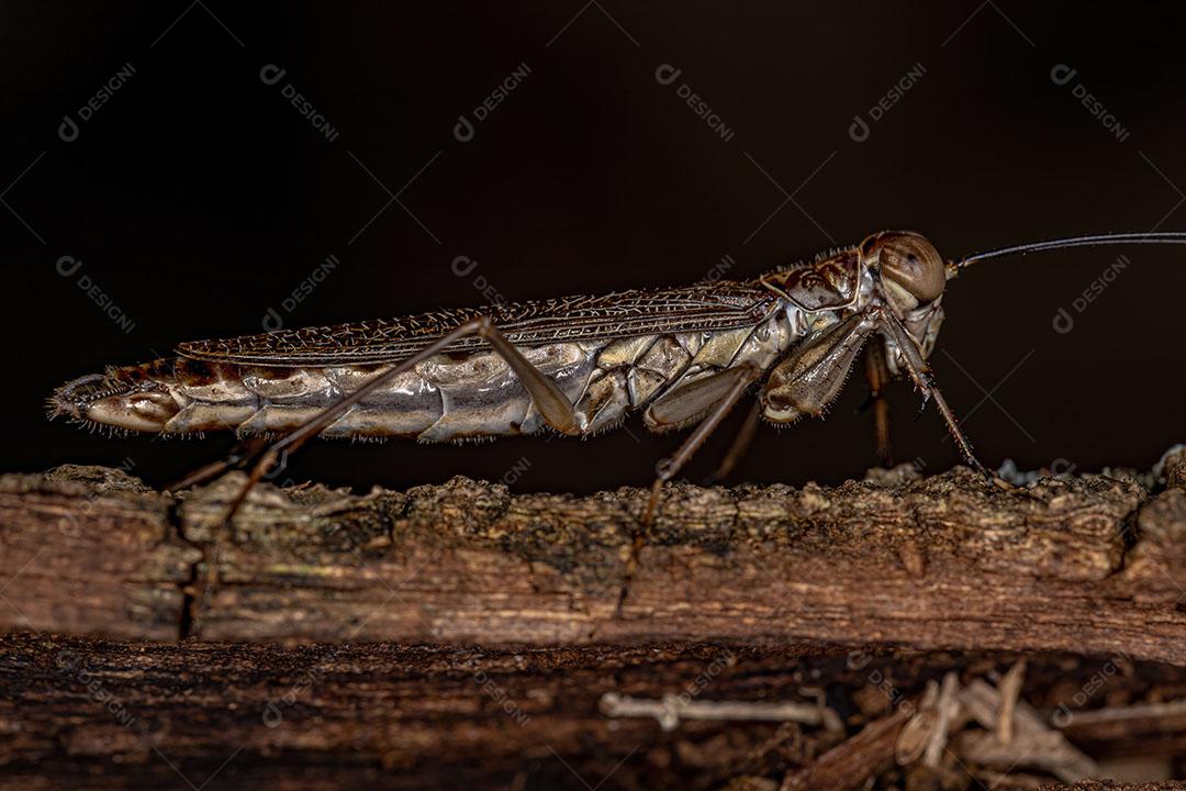 Mantoidídeo Adulto do Gênero Mantoida Imagem JPG