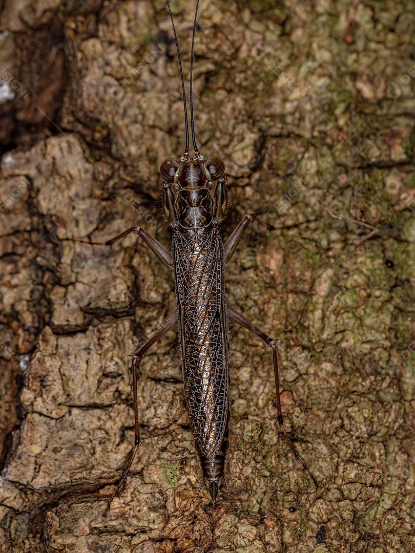 Mantoidídeo Adulto do Gênero Mantoida Imagem JPG