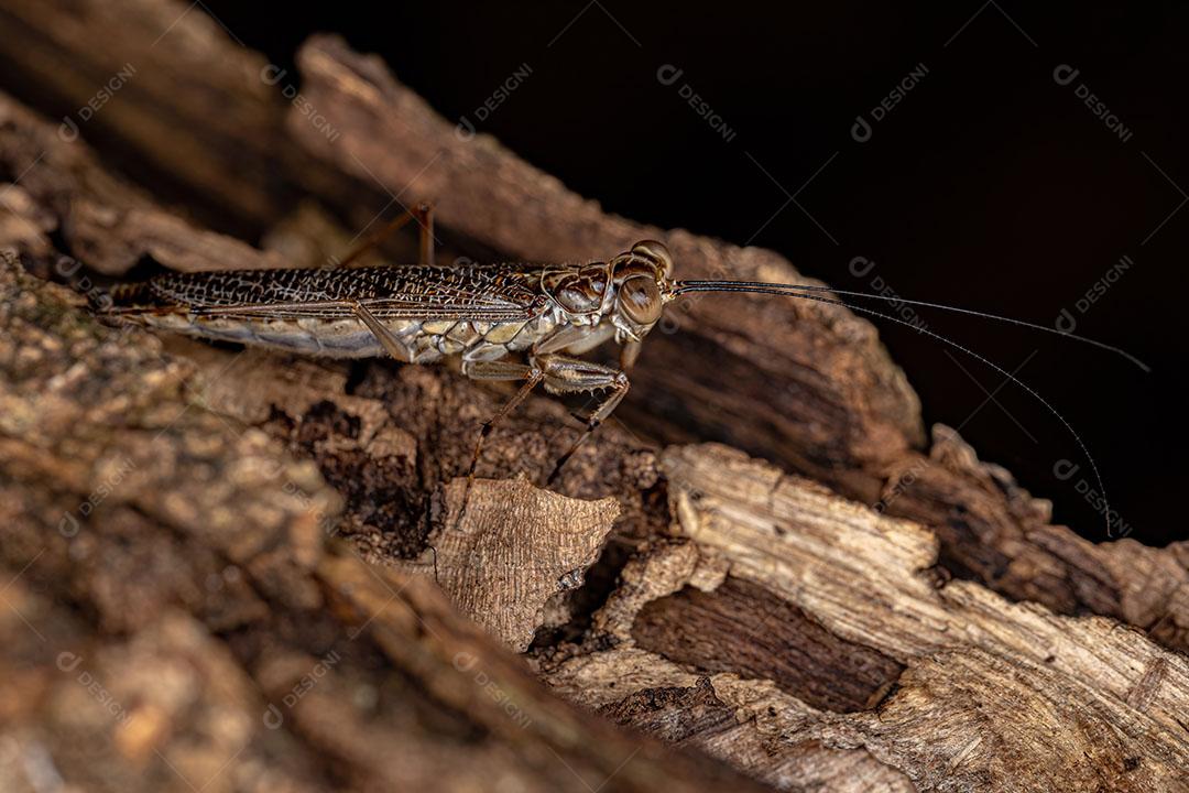 Mantoidídeo Adulto do Gênero Mantoida Imagem JPG