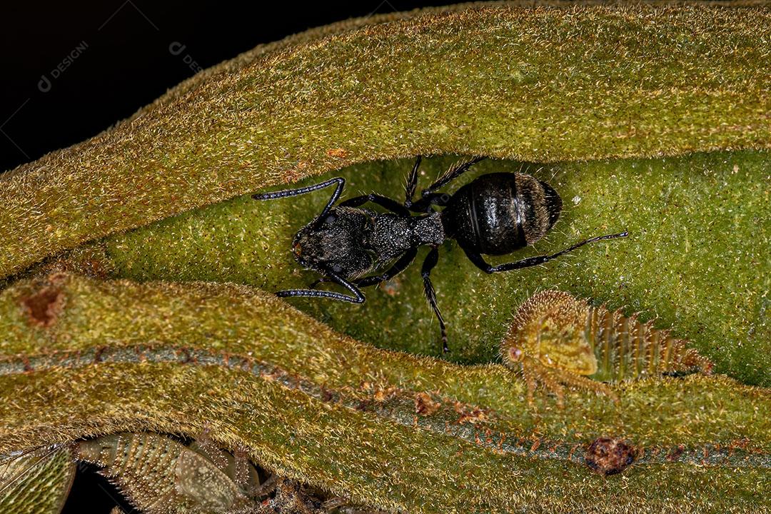 Formiga Odorífera Adulta da Espécie Dolichoderus Bispinosus Imagem JPG