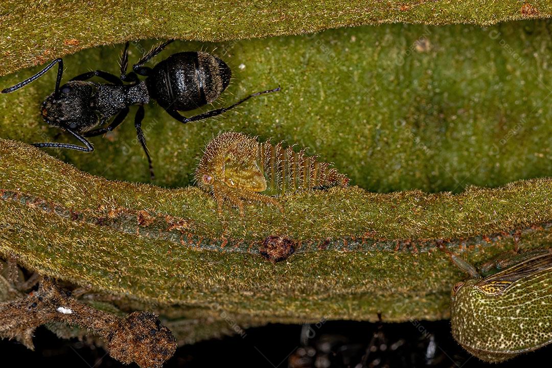 Ninfa da Família Membracidae Imagem JPG