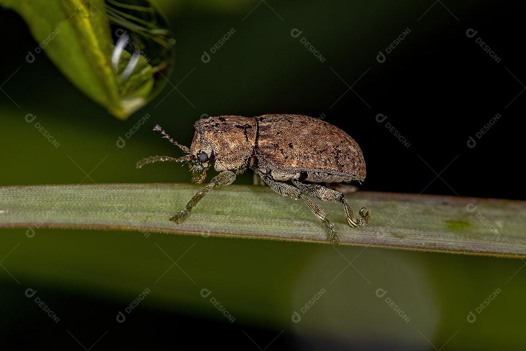 Besouro Adulto Pequeno da Ordem dos Coleópteros Imagem JPG